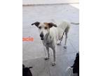 Adopt Lacie a Pointer, Mixed Breed