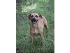 Adopt Tundra a Black Mouth Cur, Mixed Breed
