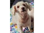 Adopt Lucky a Poodle