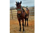 Price Reduced 2017 Bay Gelding Gentle As Can be Wanting Forever Home