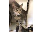 Adopt Anthony a Gray or Blue Domestic Shorthair / Domestic Shorthair / Mixed cat