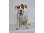 Adopt Addison a White Mixed Breed (Medium) dog in Jefferson City, MO (34579858)