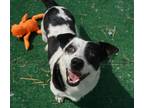 Adopt Moo A Basset Hound / Mixed Breed (Medium) / Mixed Dog In Warren