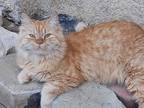 Adopt Scarlet a Orange or Red Persian (long coat) cat in Newmarket