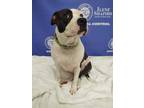Adopt AMBER a White American Pit Bull Terrier / Mixed dog in Akron