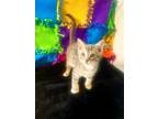 Adopt Rider a Domestic Shorthair / Mixed (short coat) cat in Metter