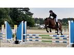 Easy and Athletic Jumper Mare