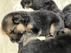 German Shepherd Puppies AKC DNA Puppy