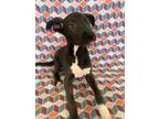 Adopt Roman a Shar Pei / Terrier (Unknown Type, Medium) / Mixed dog in Fresno