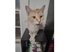 Adopt Ritsuko a Orange or Red Tabby American Shorthair / Mixed (short coat) cat