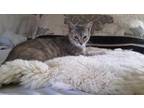 Adopt Alice KITTEN a Gray, Blue or Silver Tabby Domestic Shorthair / Mixed