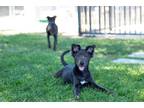 Adopt Sabrina a Shar Pei / Terrier (Unknown Type, Medium) / Mixed dog in Fresno