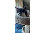 Adopt Knuckles Belle a All Black Domestic Shorthair / Manx / Mixed cat in