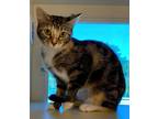 Adopt April a Brown Tabby American Shorthair (short coat) cat in Bethel
