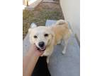 Adopt RUBY ROSE a White Pekingese / Pomeranian / Mixed dog in San Diego
