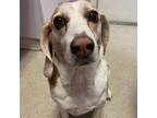 Adopt Kimmey a Red/Golden/Orange/Chestnut Beagle / Mixed dog in Gainesville