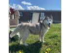 Adopt Estrella a White - with Gray or Silver Husky dog in Kelowna, BC (34576310)
