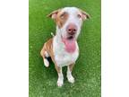 Adopt DUNCAN a Brindle - with White Great Dane / Mixed dog in Agoura