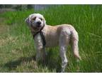 Adopt Sullivan - Not Available a White Miniature Poodle dog in Kelowna