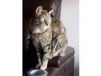 Adopt Georgia a Tan or Fawn Tabby Domestic Shorthair / Mixed (short coat) cat in