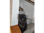 Adopt Midnight a All Black Domestic Longhair / Mixed (long coat) cat in