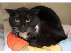 Adopt Bronce a All Black Domestic Shorthair / Domestic Shorthair / Mixed cat in