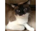 Adopt Astra a Brown or Chocolate (Mostly) Siamese (short coat) cat in Toronto
