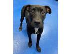Adopt Bindi a Black American Pit Bull Terrier / Mixed dog in Lancaster