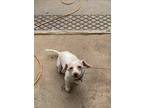 Adopt Wolfie a White Schnauzer (Miniature) / Poodle (Miniature) / Mixed dog in