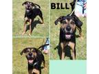 Adopt BILLY A Brown/Chocolate - With Black Labrador Retriever / Mixed Dog In