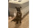 Adopt Remy a Brindle American Pit Bull Terrier / American Staffordshire Terrier