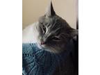 Adopt Bob (Murzik) a Gray or Blue Burmese / Mixed cat in Tacoma, WA (34573320)