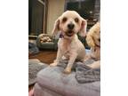 Adopt Dorita - Not Available a White Miniature Poodle dog in Kelowna