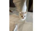Adopt Blu a White American Wirehair / Mixed (medium coat) cat in Decatur