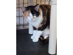 Madison, Domestic Shorthair For Adoption In Savannah, Tennessee