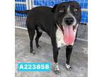 Adopt A223858 a Labrador Retriever, Mixed Breed