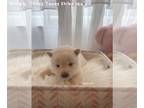 Shiba Inu PUPPY FOR SALE ADN-380996 - AKC Shiba Inu Puppies