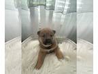 Shiba Inu PUPPY FOR SALE ADN-381001 - AKC Shiba Inu Puppies