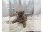 Shiba Inu PUPPY FOR SALE ADN-381004 - AKC Shiba Inu Puppies