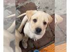 Labrador Retriever PUPPY FOR SALE ADN-380878 - AKC Lab Puppies