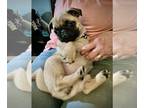 Pug PUPPY FOR SALE ADN-381275 - Adorable duo pug puppies