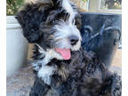 Bernedoodle PUPPY FOR SALE ADN-381119 - F1B Bernedoodle puppies