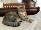 Adopt Tokyo a Maine Coon, Tabby