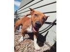 Adopt Leif a Mixed Breed
