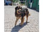 Adopt Murdoc a Golden Retriever, Bernese Mountain Dog