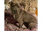 Adopt Coal a American Staffordshire Terrier