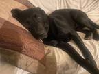 Adopt Emma a Black Labrador Retriever, Hound