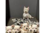 West Highland White Terrier Puppy for sale in Waco, TX, USA