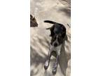 Adopt Charlie a Black - with White Australian Cattle Dog / Mixed dog in