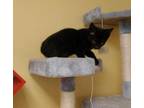 Adopt Fred a All Black Domestic Shorthair / Domestic Shorthair / Mixed cat in